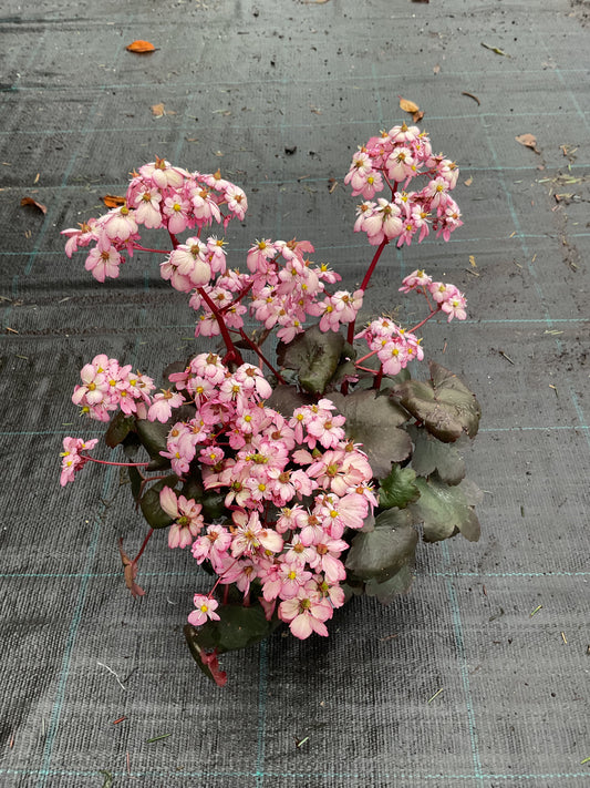 Saxifraga cortusifolia ‘Dancing Pixies Tilda’ P13