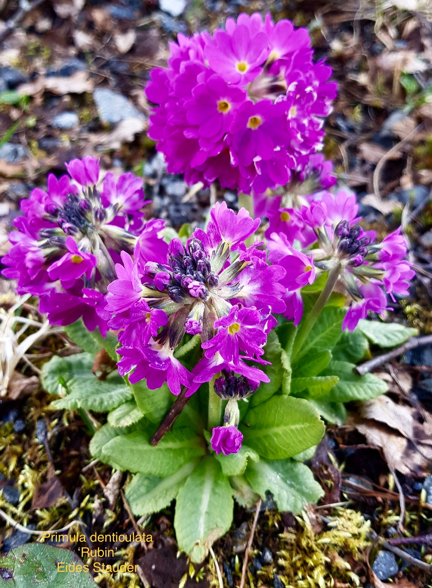 Primula denticulata Mix Farger