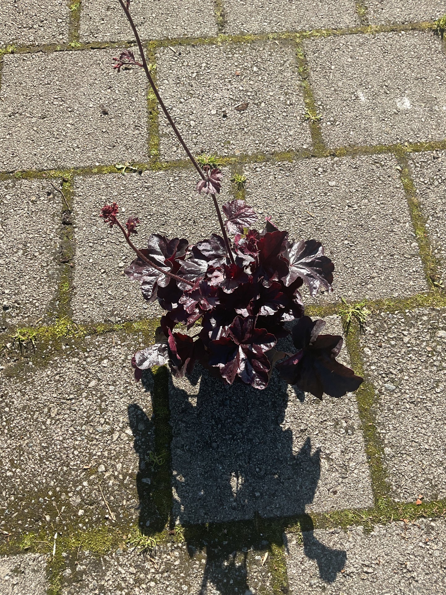 Heuchera ‘Obsidian’ P12
