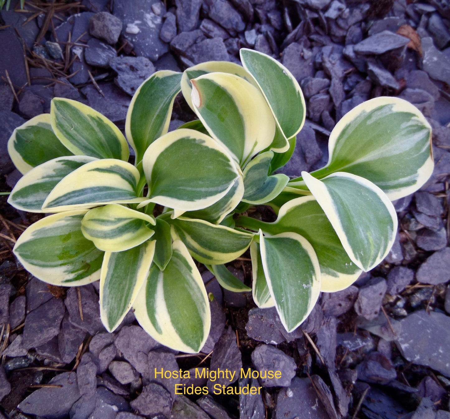 Hosta ‘Mighty Mouse’ P15