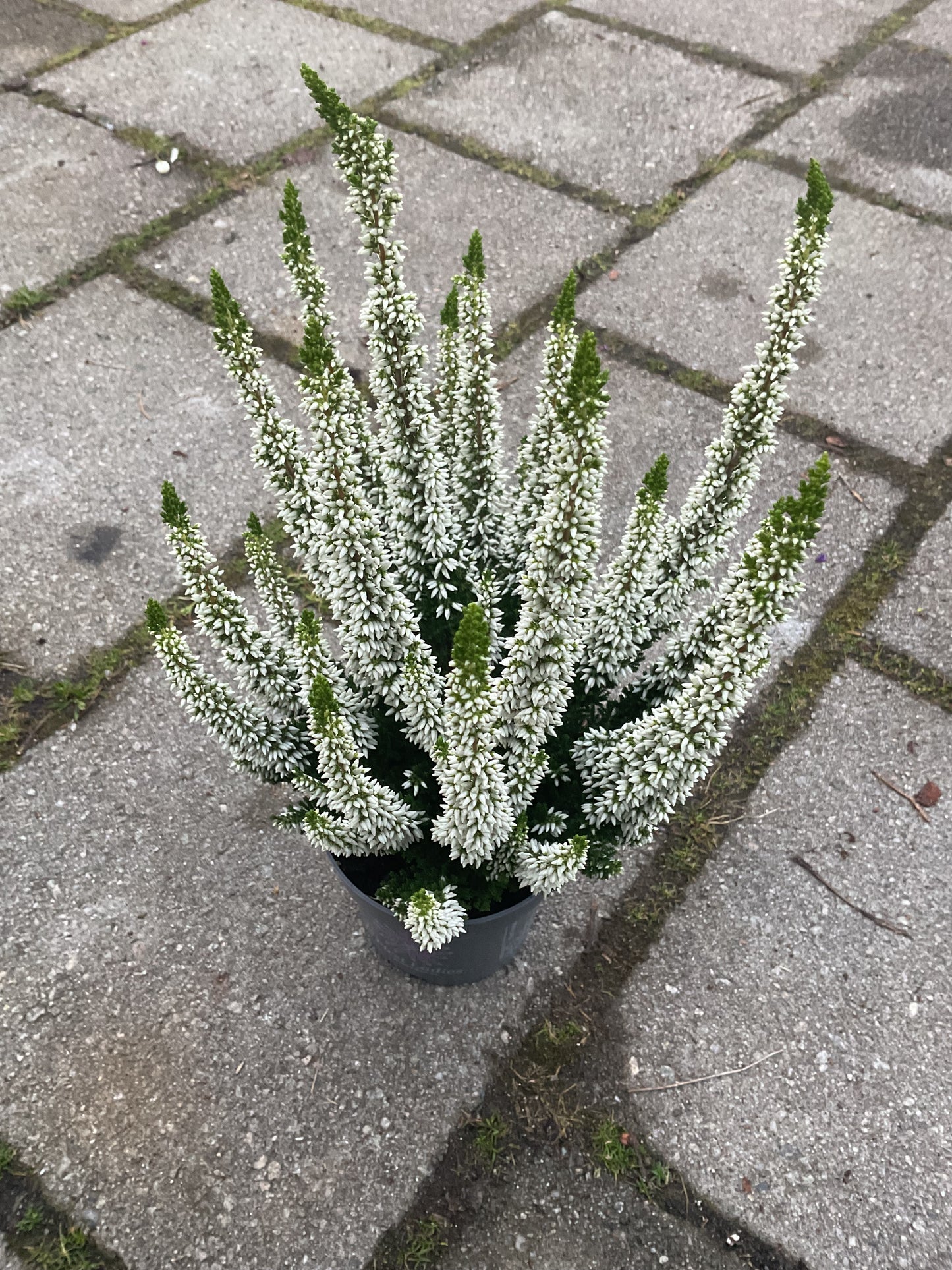 Calluna vulgaris ‘First Ladies’ White P10