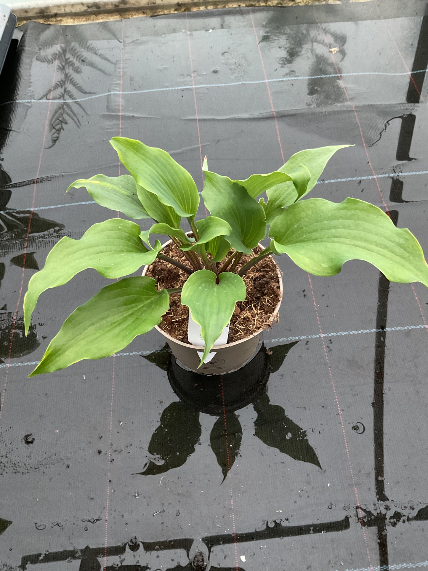 Hosta ‘Pavlova Delight’ P15