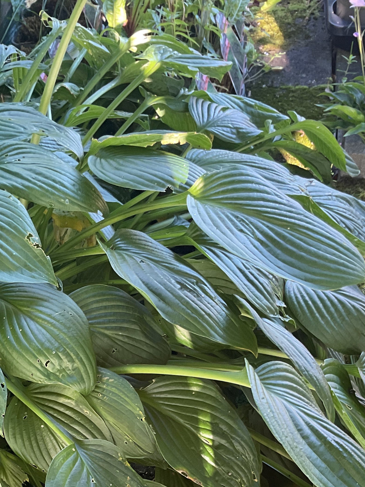 Hosta fortunei ‘Hyacintina’ P17