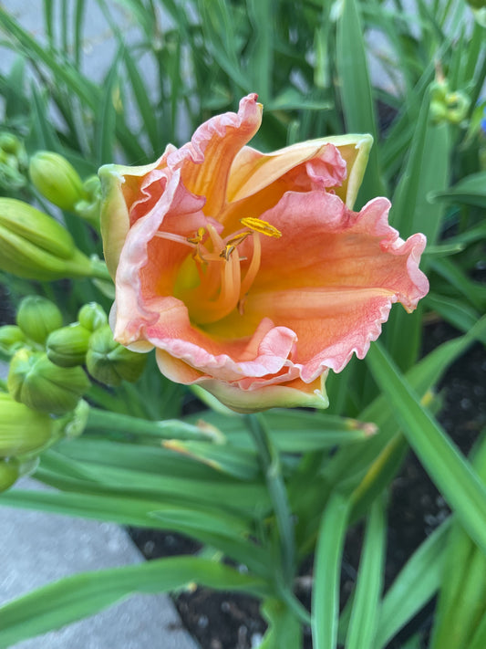 Hemerocallis ‘Siloam Double Classic’ P11x11