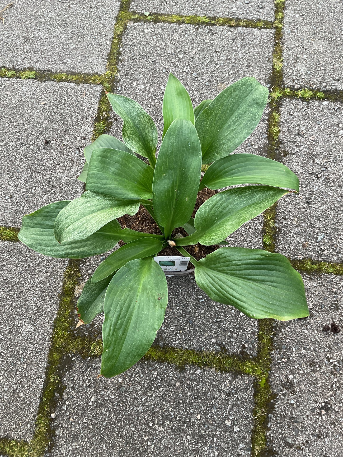 Hosta ‘Mean Gene’ P15