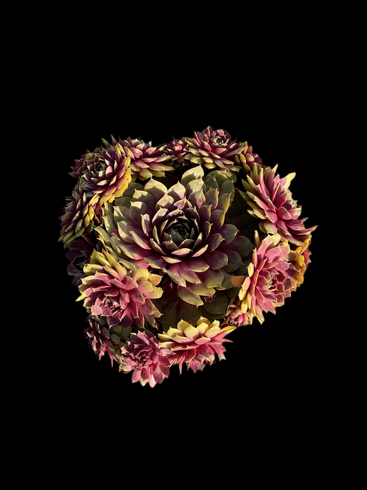 Sempervivum ‘Big Sam’™️ ‘Pink Pomelo’ P17