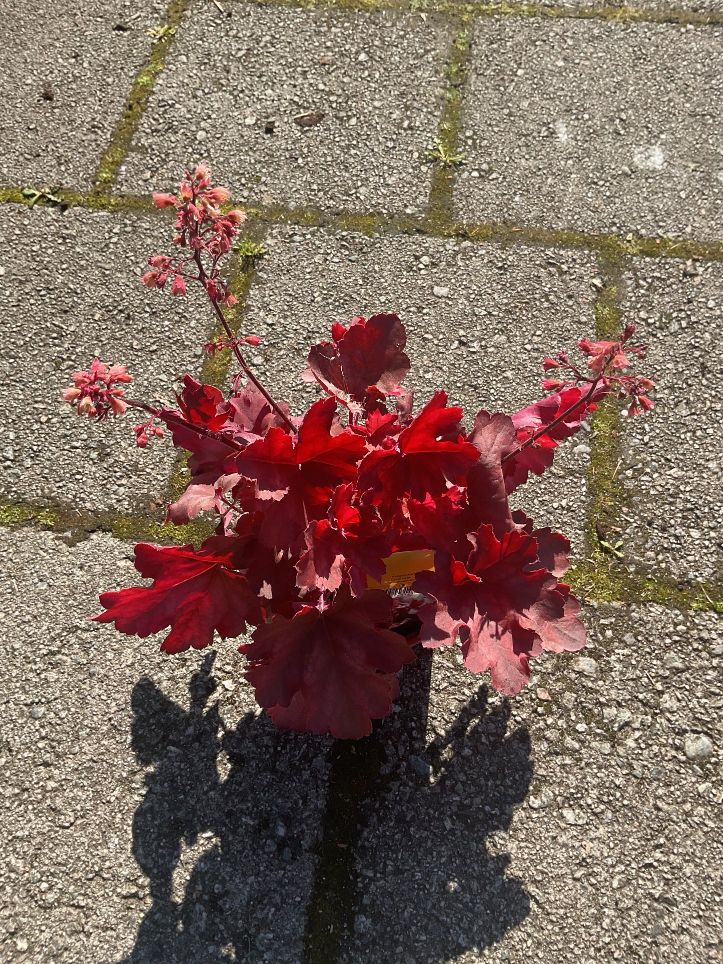 Heuchera ‘Cherry Cola’ P13