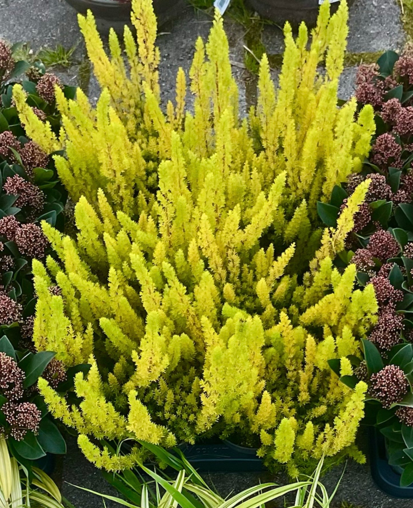 Erica arborea ‘Alberts Gold’ P13