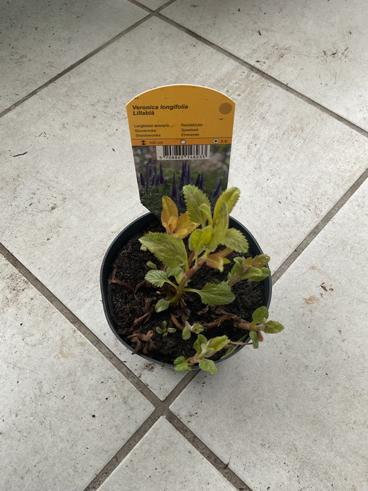 Veronica longifolia P11,5