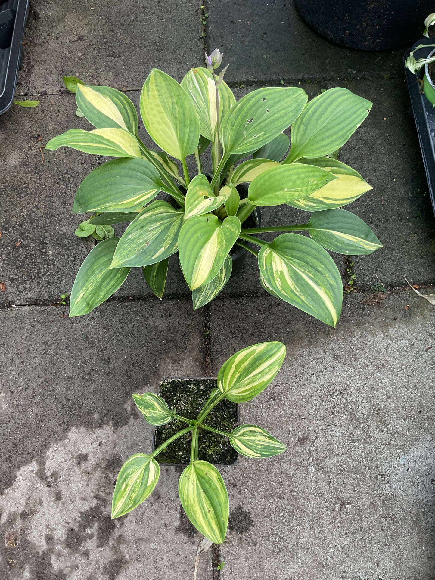 Hosta ‘William Lackman’ P9x9 cm