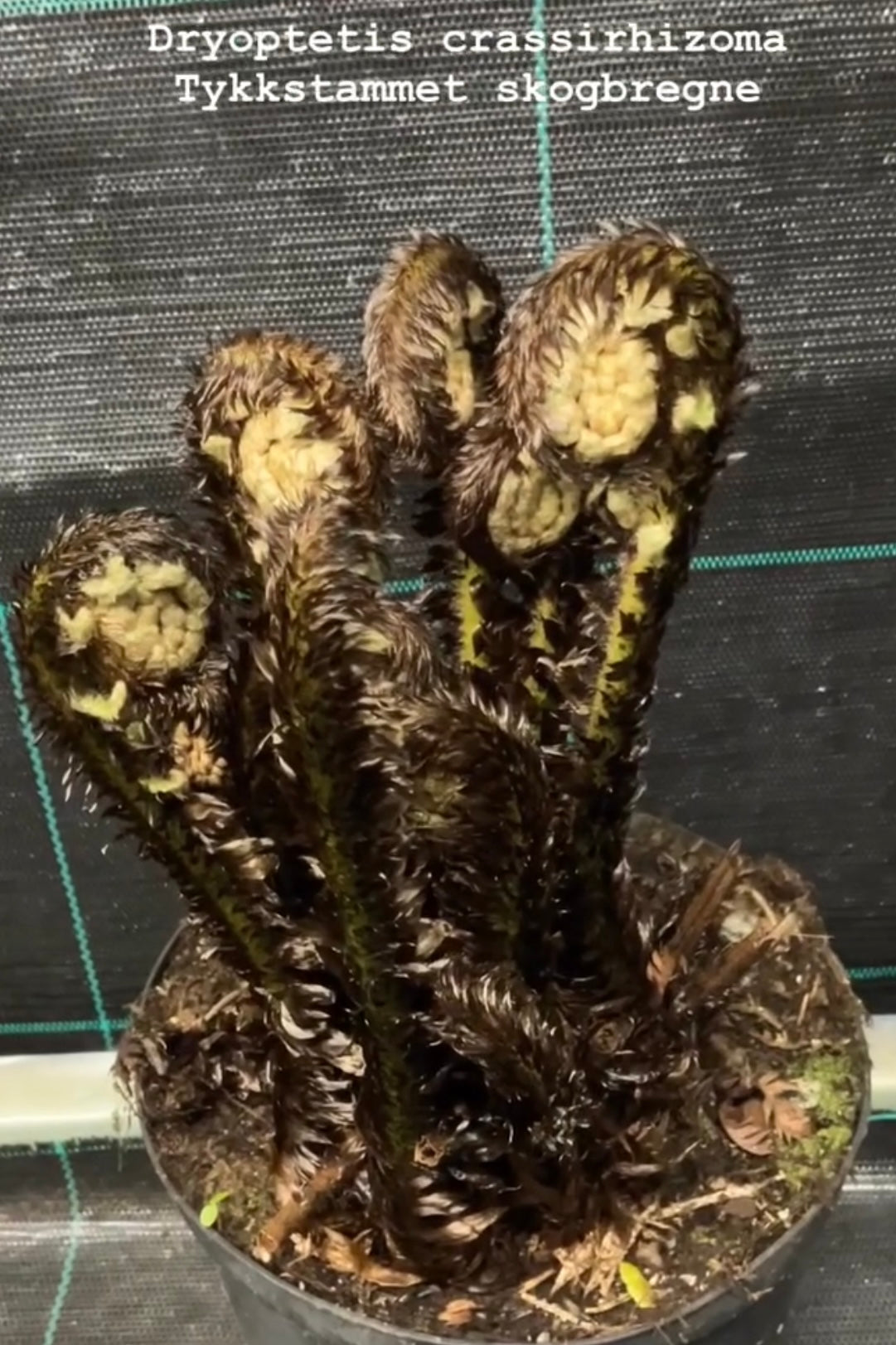 Dryopteris crassirhizoma P17