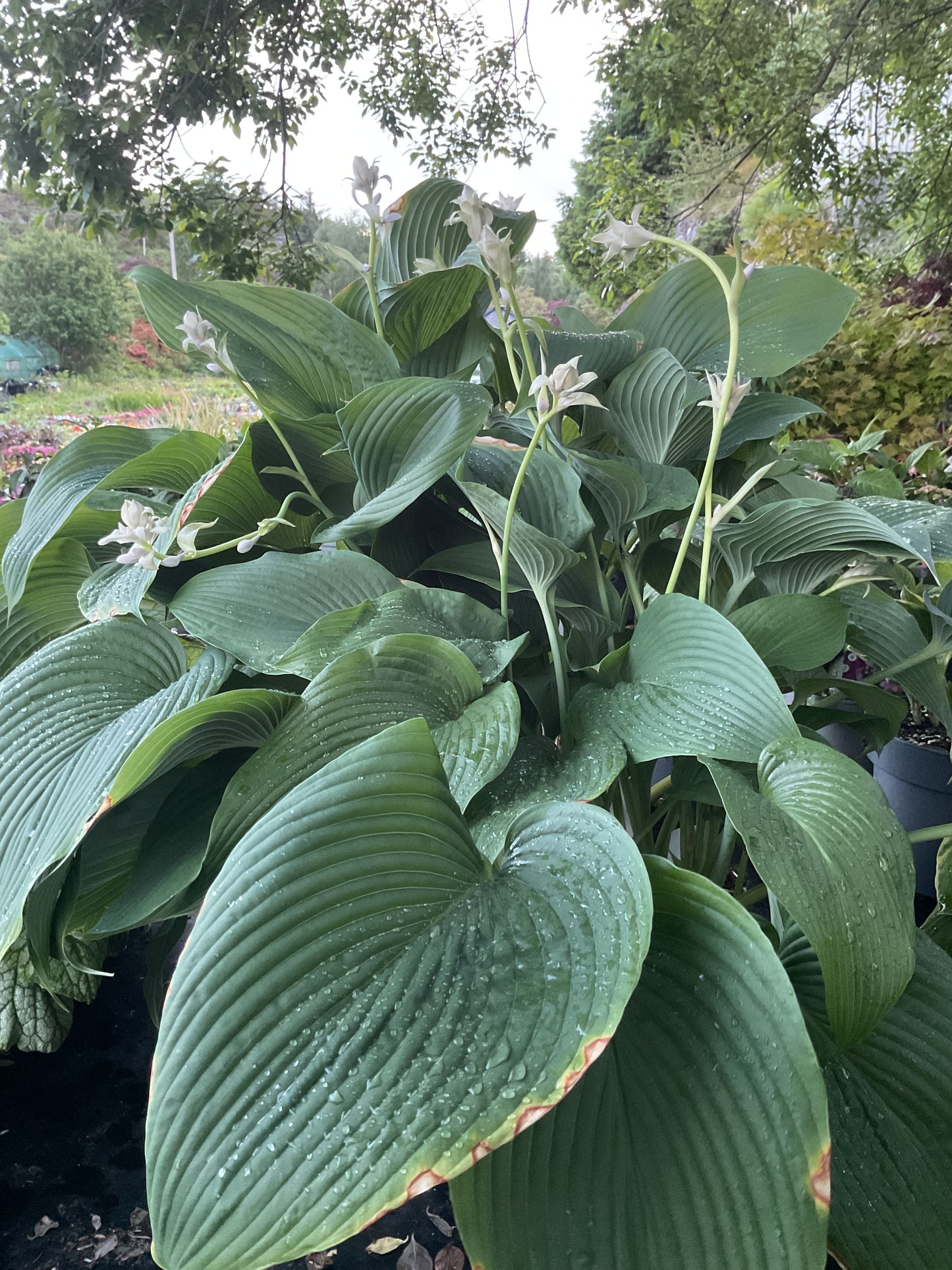 Hosta ‘Big Boy’ P15