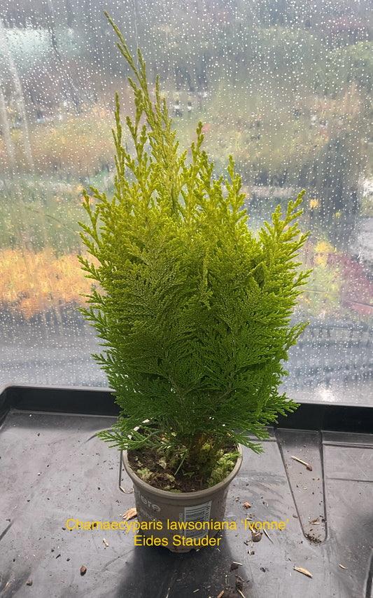 Chamaecyparis lawsoniana ‘Ivonne’ P9
