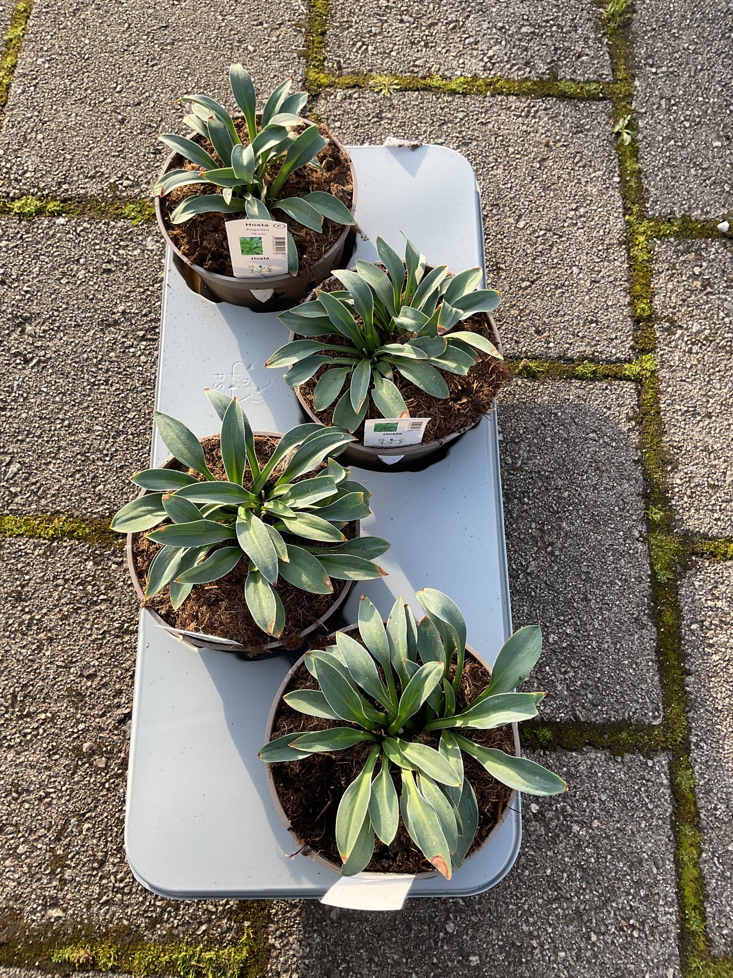 Hosta ‘Fingertips’ P15