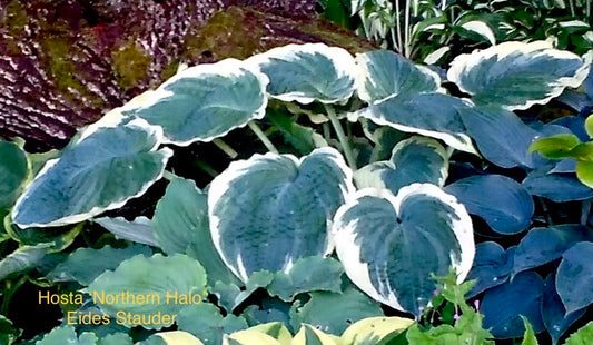 Hosta ‘Northern Halo’