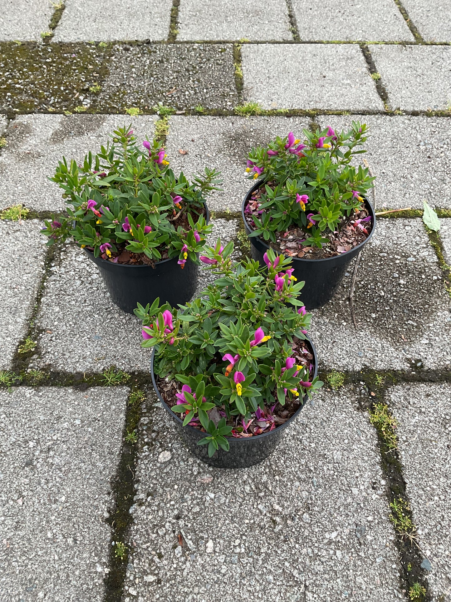 Polygala chamaebuxus ‘Grandiflora’ P19