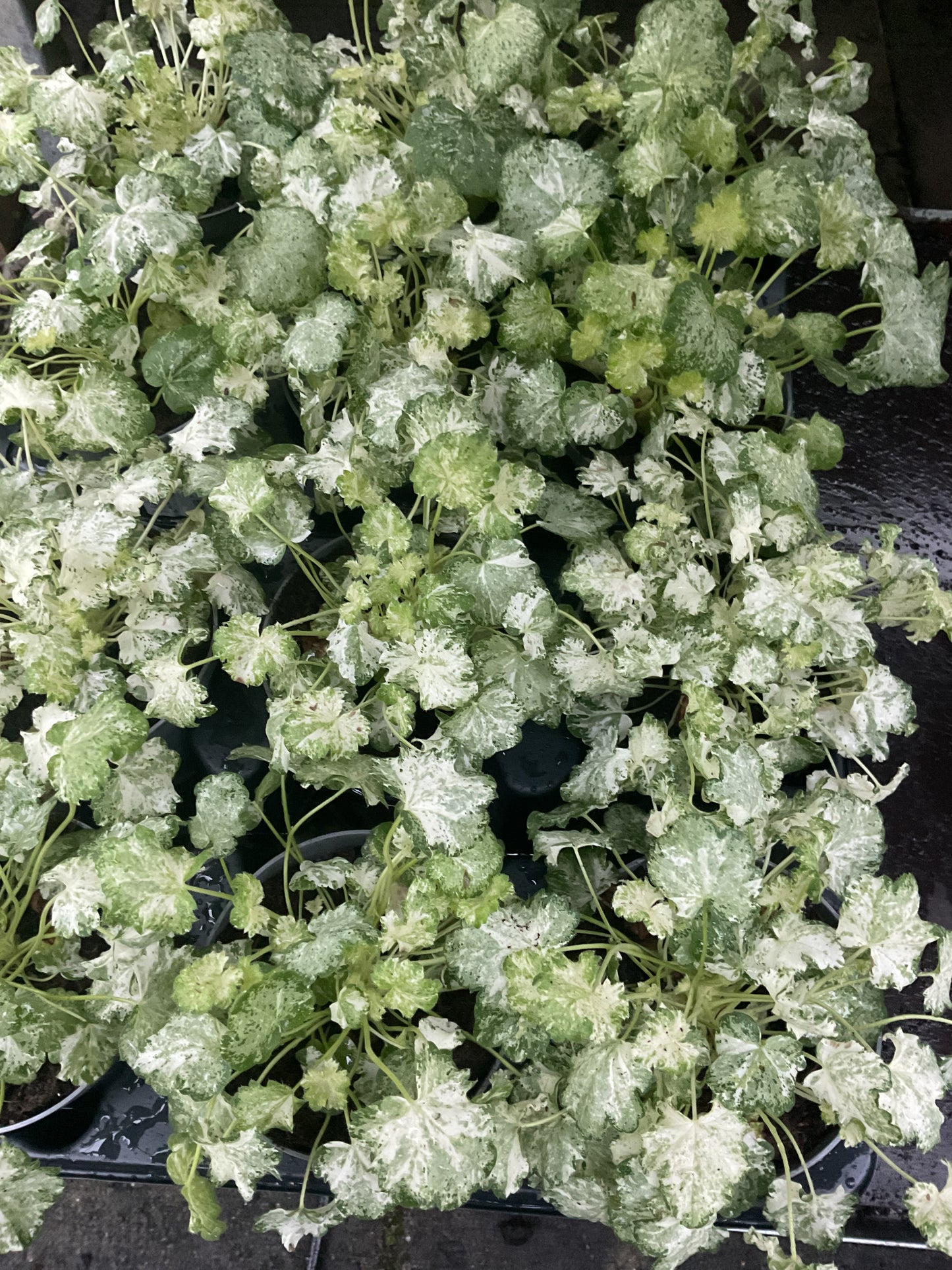 Heuchera ‘Snowy Panky’ P11