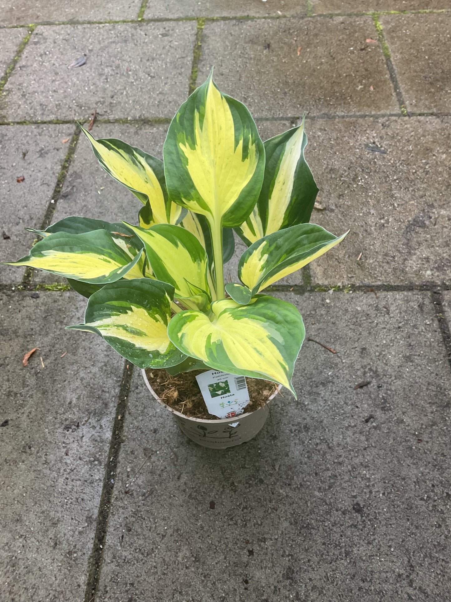 Hosta ‘Pathfinder’