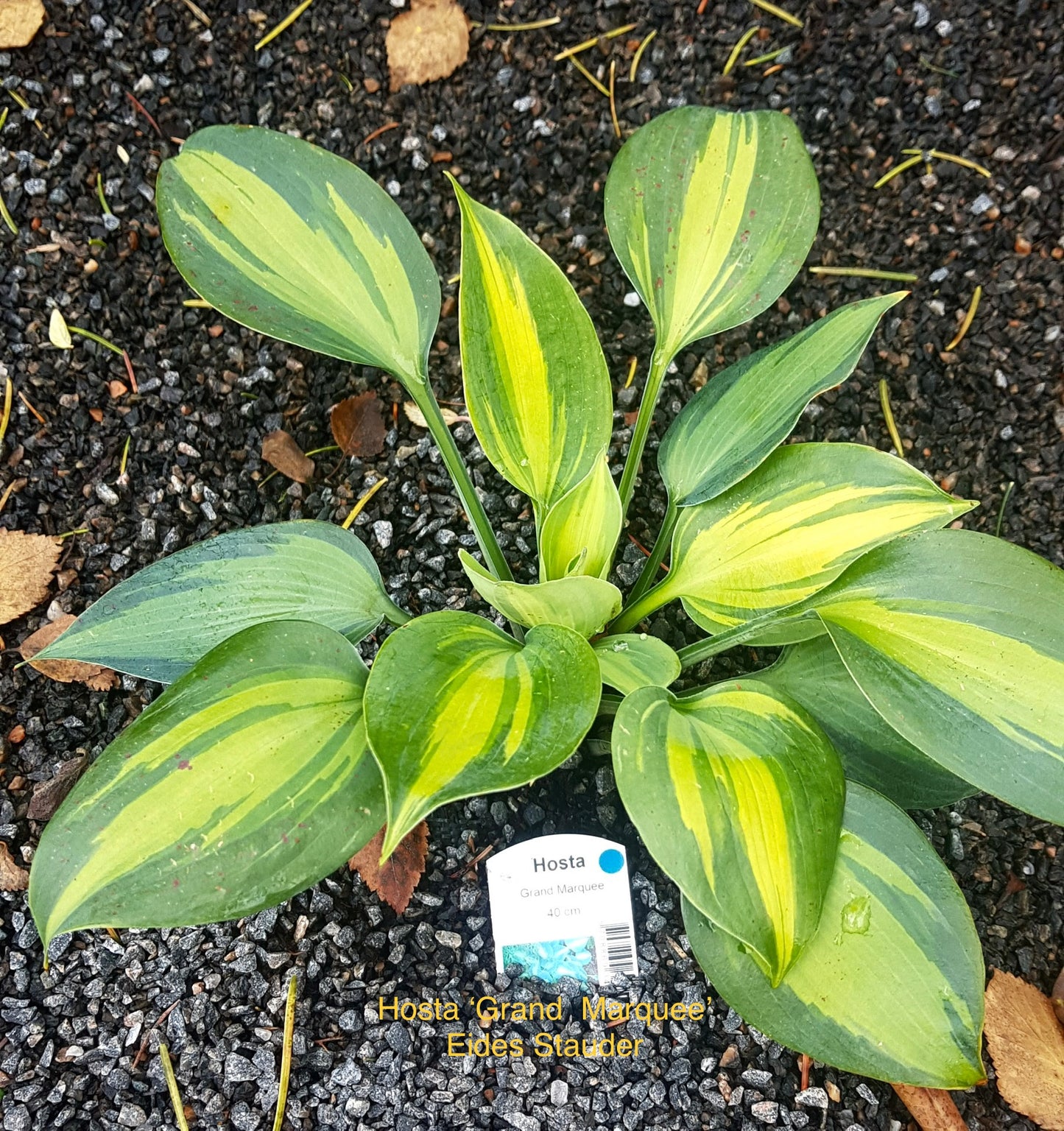 Hosta ‘Grand Marquee’ P15