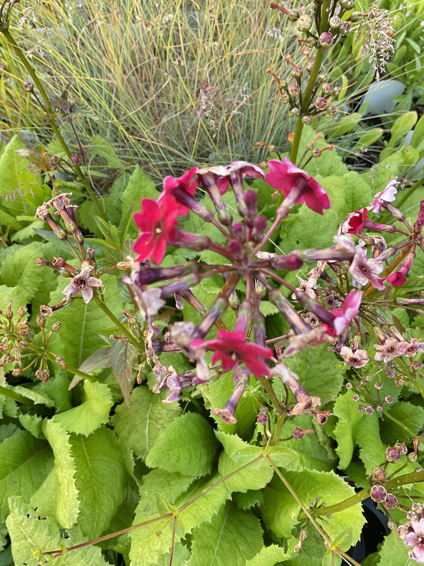 Primula japonica ‘Charm’