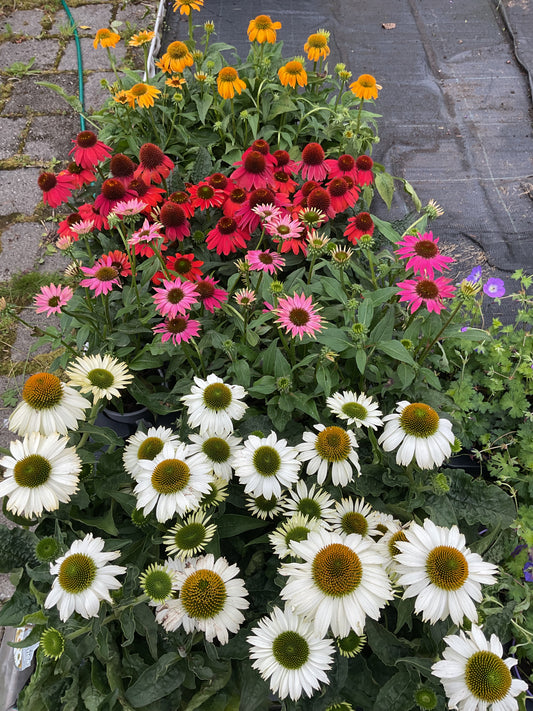 Echinacea purpurea ‘Pink Hybrid’ P13