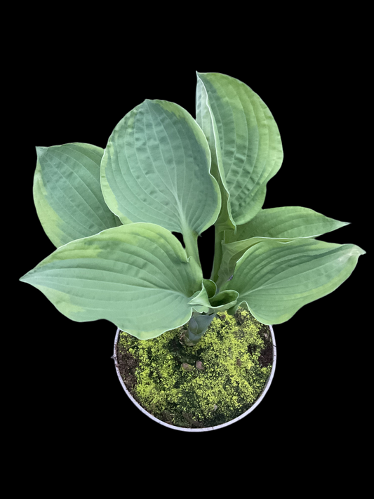 Hosta ‘Mayan Moon’ P15