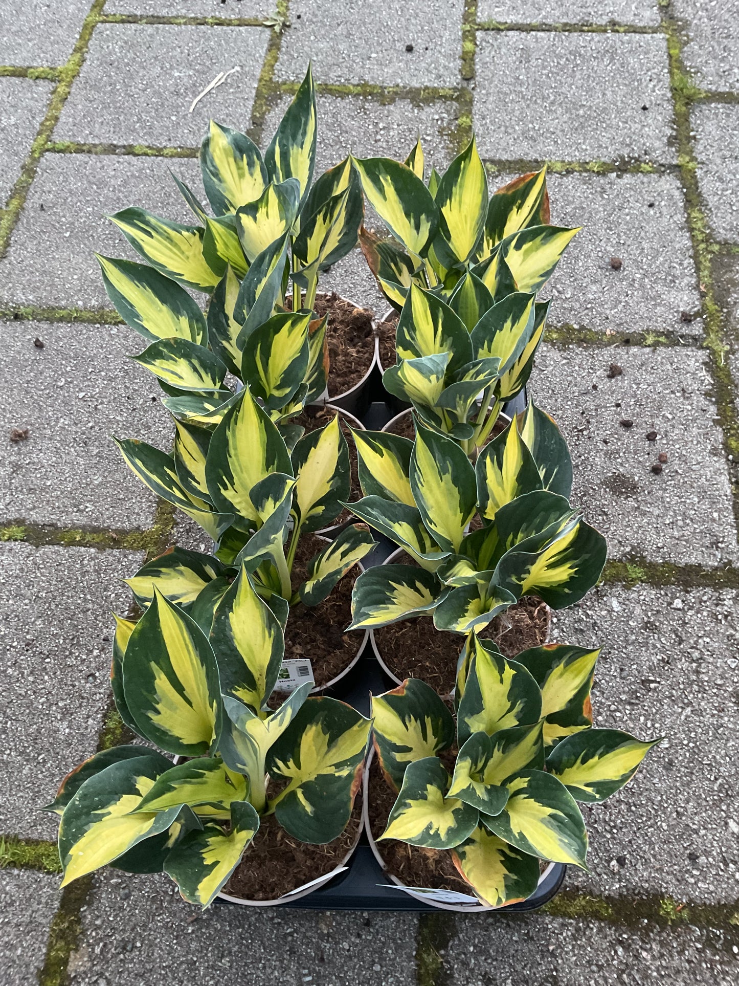 Hosta ‘Morning Star’