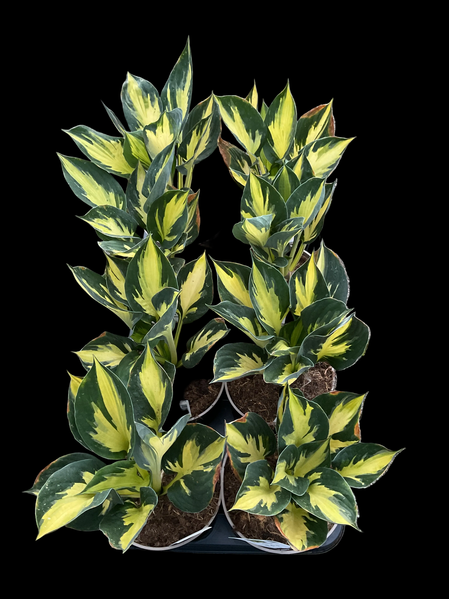 Hosta ‘Morning Star’