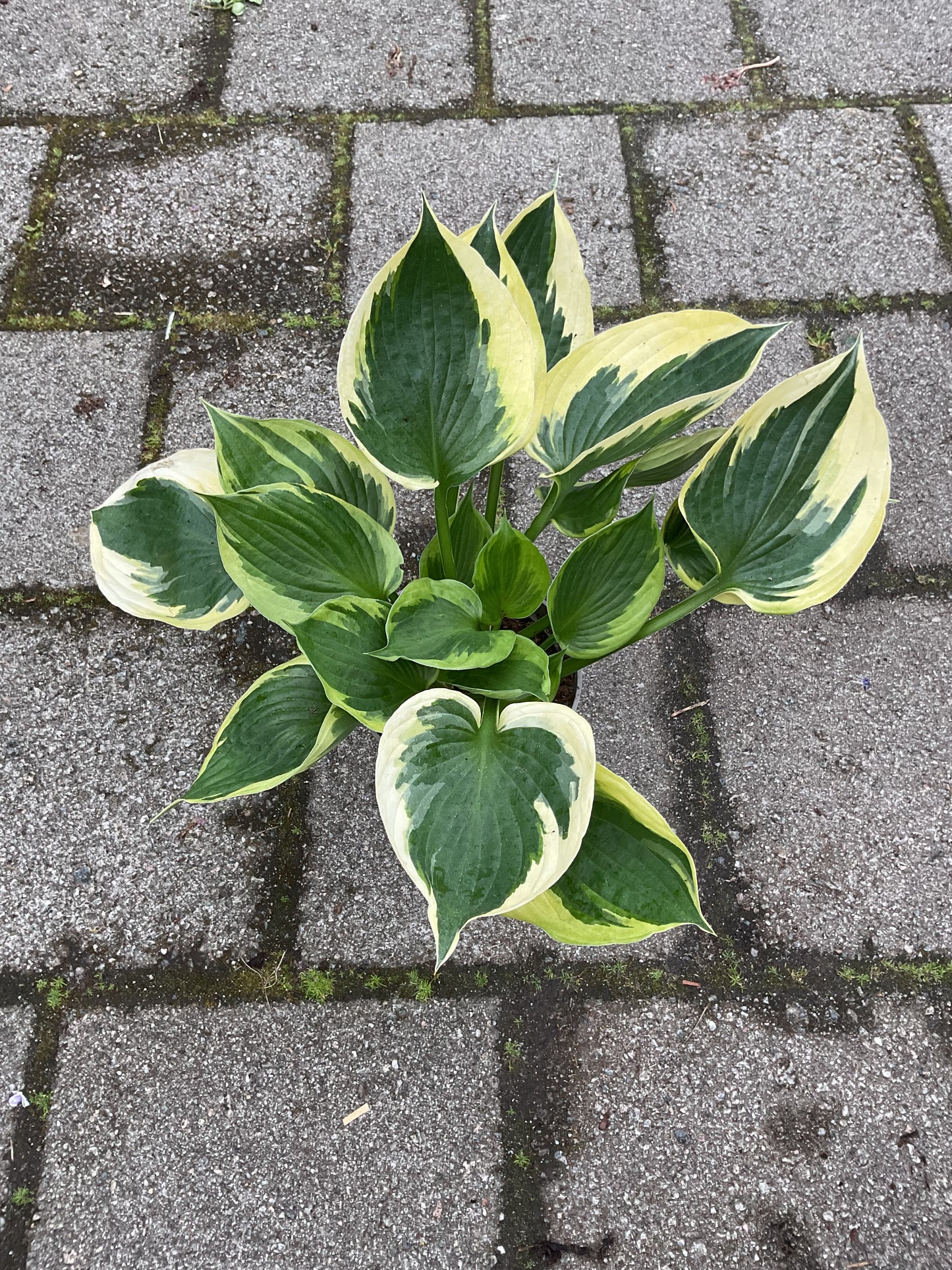 Hosta ‘Twilight’