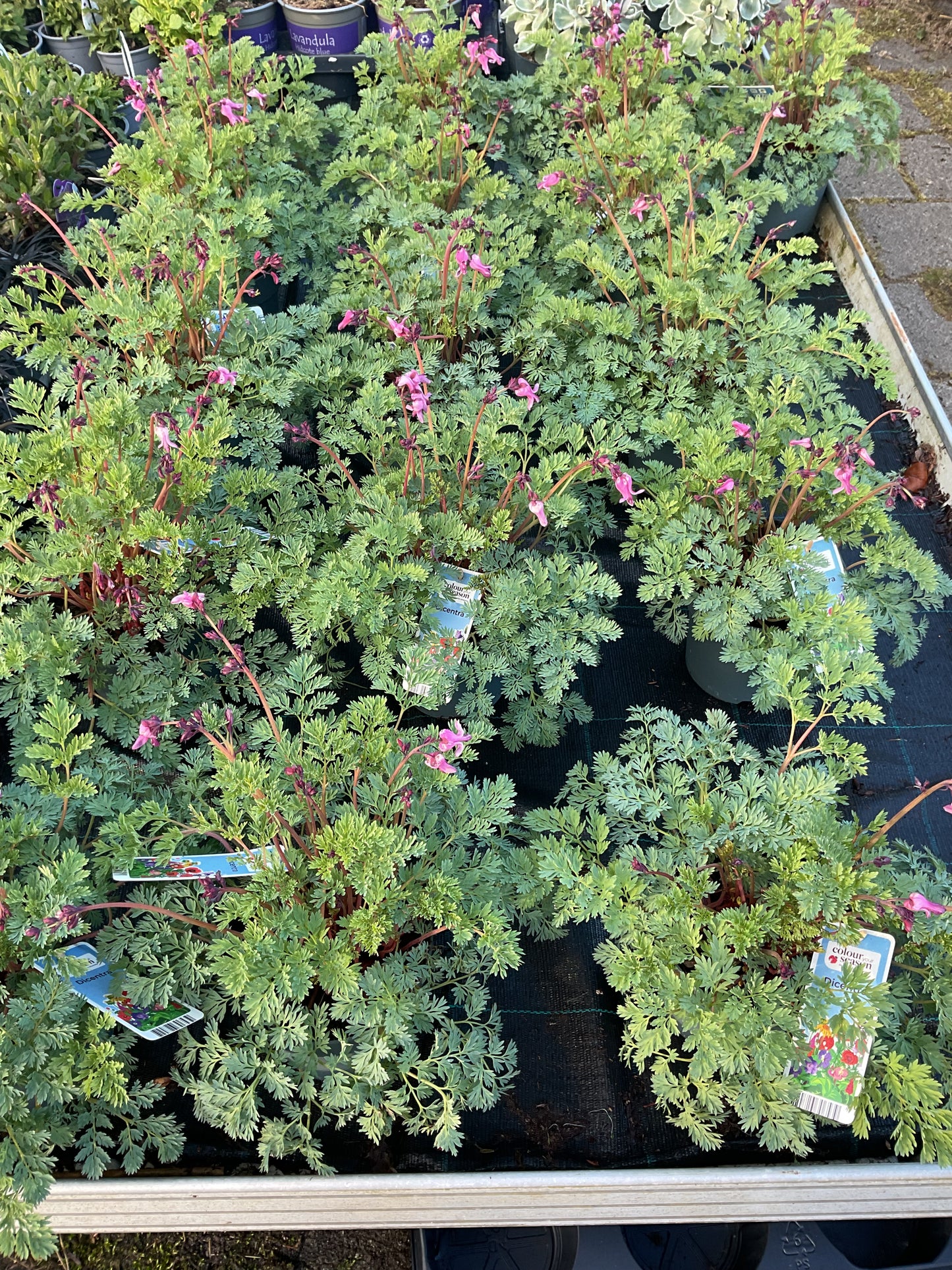 Dicentra ‘Passion Hearts’ P15