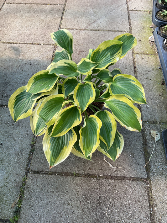 Hosta ‘Broad Band’