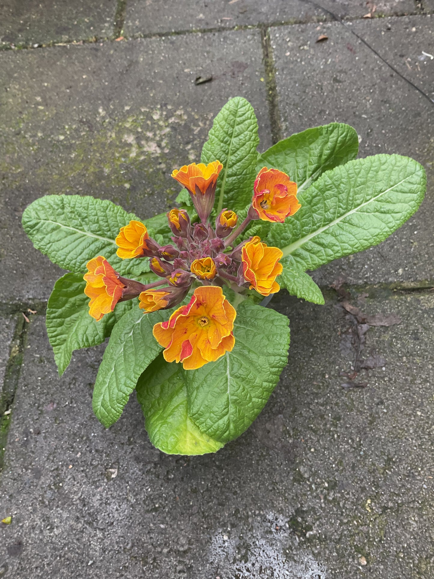 Primula veris ‘Tiger’