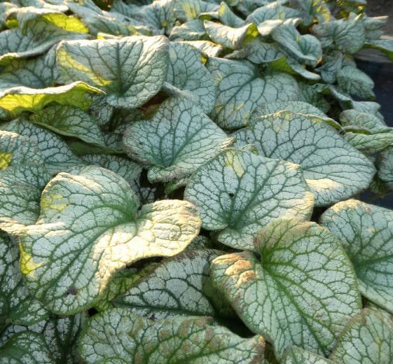 Brunnera macrophylla ‘Alexander Great’ P17