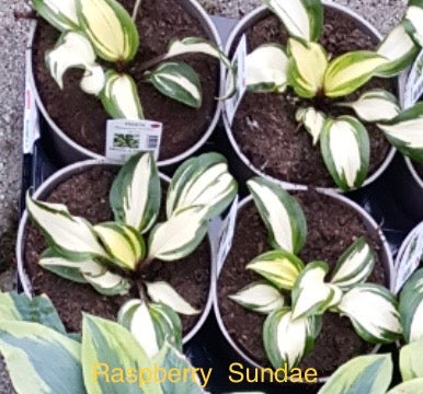 Hosta ‘Raspberry Sundae’