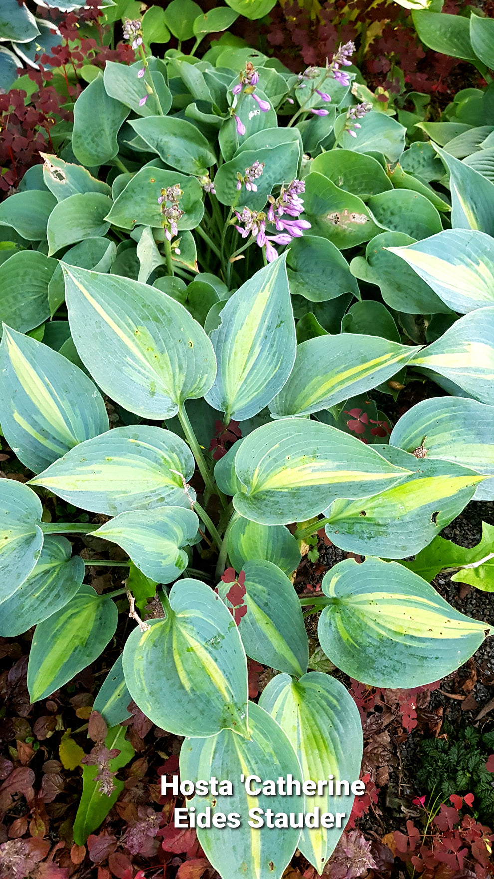 Hosta ‘Catherine’ P15 – Eides Stauder