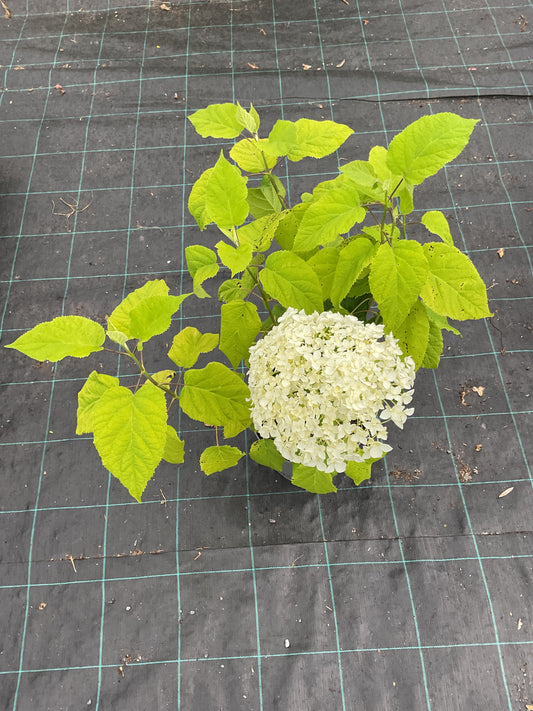 Hydrangea arborescens ‘Annabelle’ P23