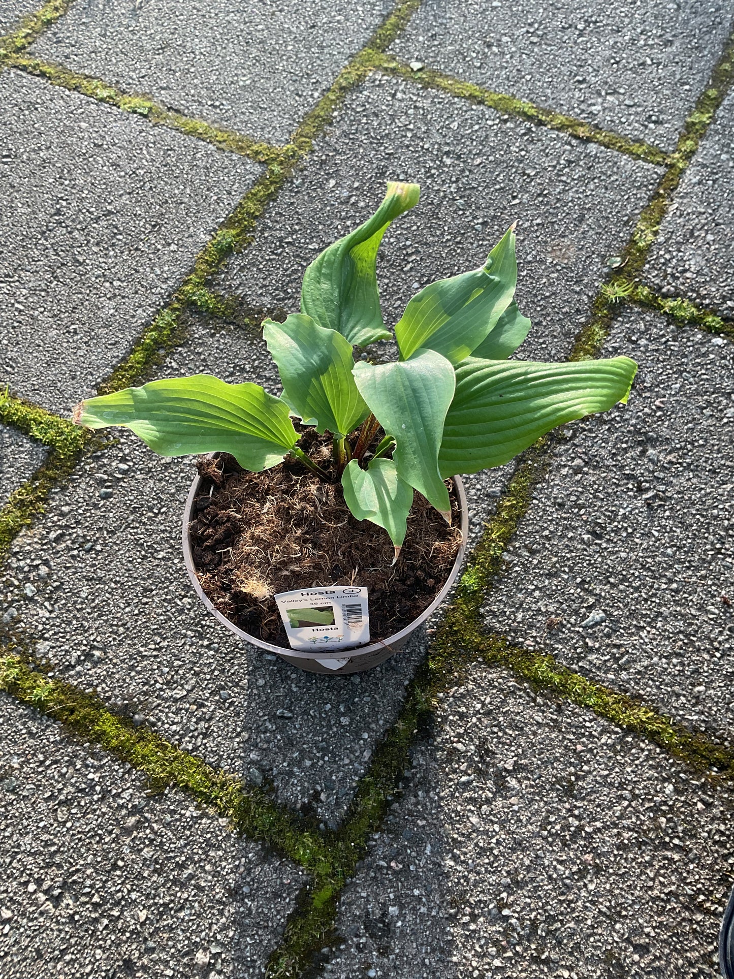 Valley’s Lemon Limbo’ P15