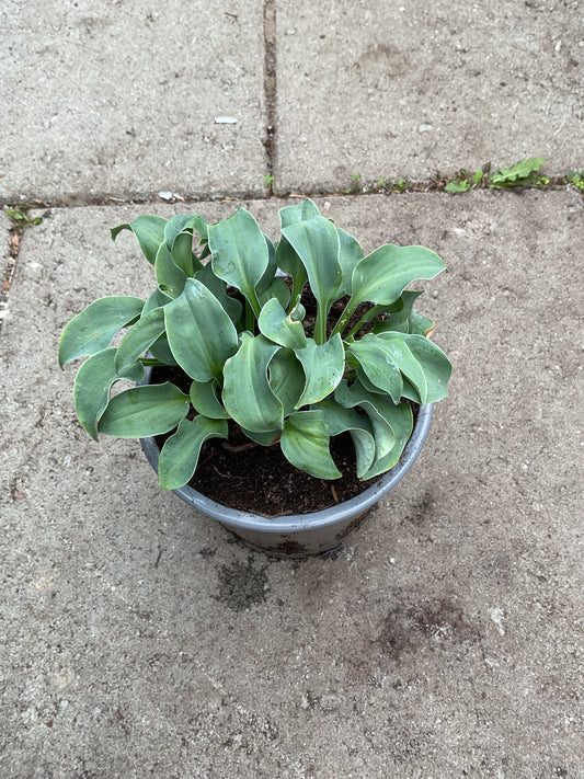 Hosta ‘Ruffled Mouse Ears’