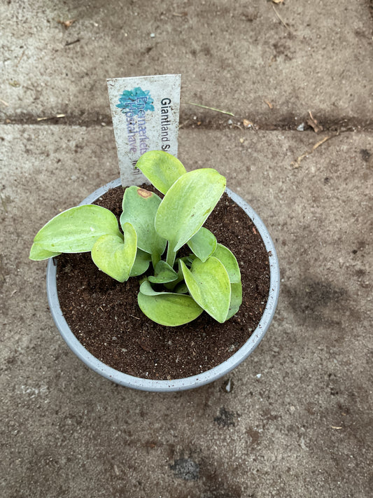 Hosta ‘Giantland Sunny Mouse Ears’