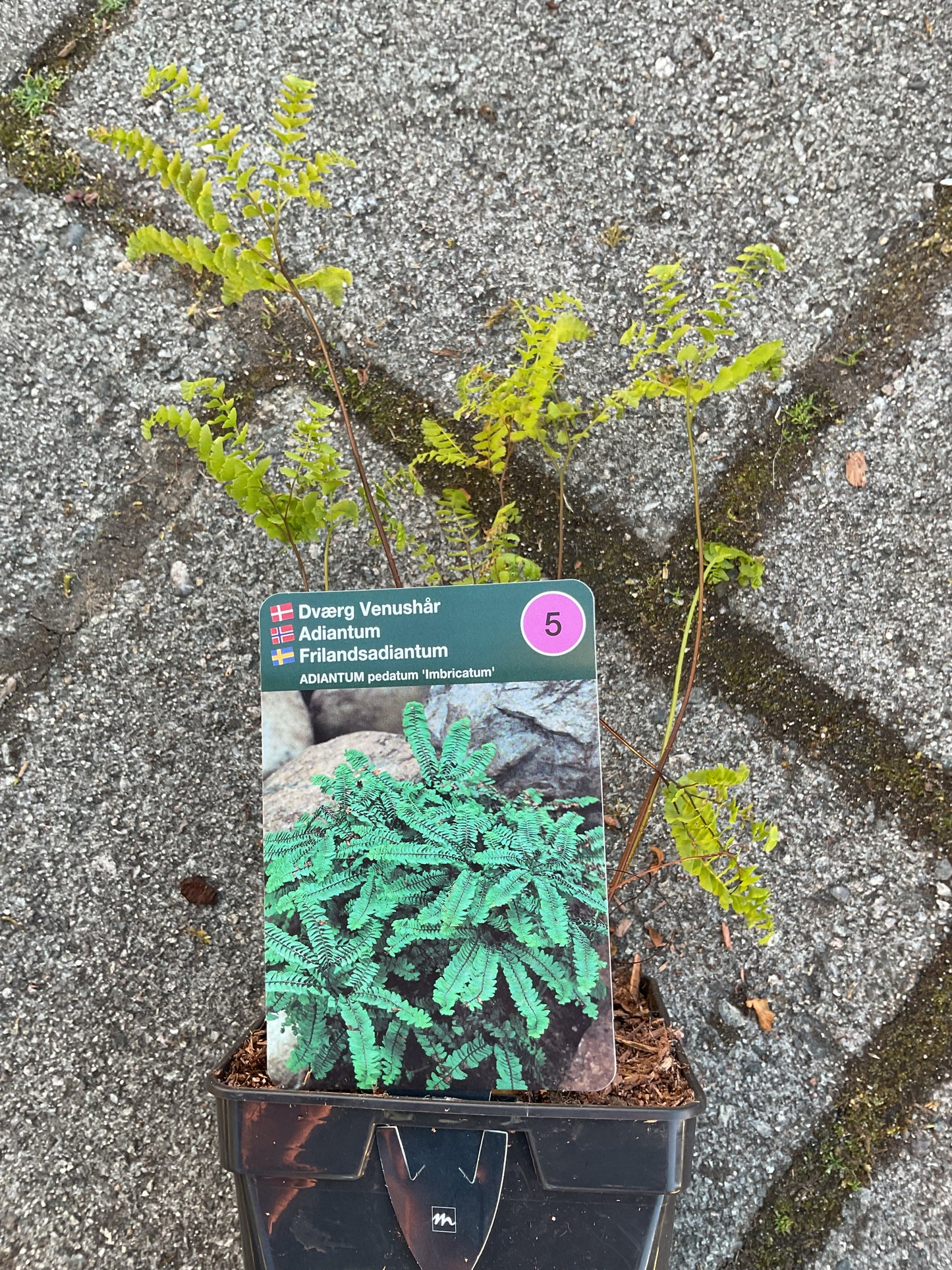 Adiantum pedatum ‘Imbricatum’ P11