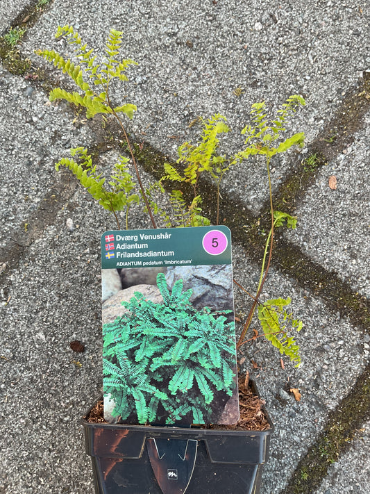 Adiantum pedatum ‘Imbricatum’ P11