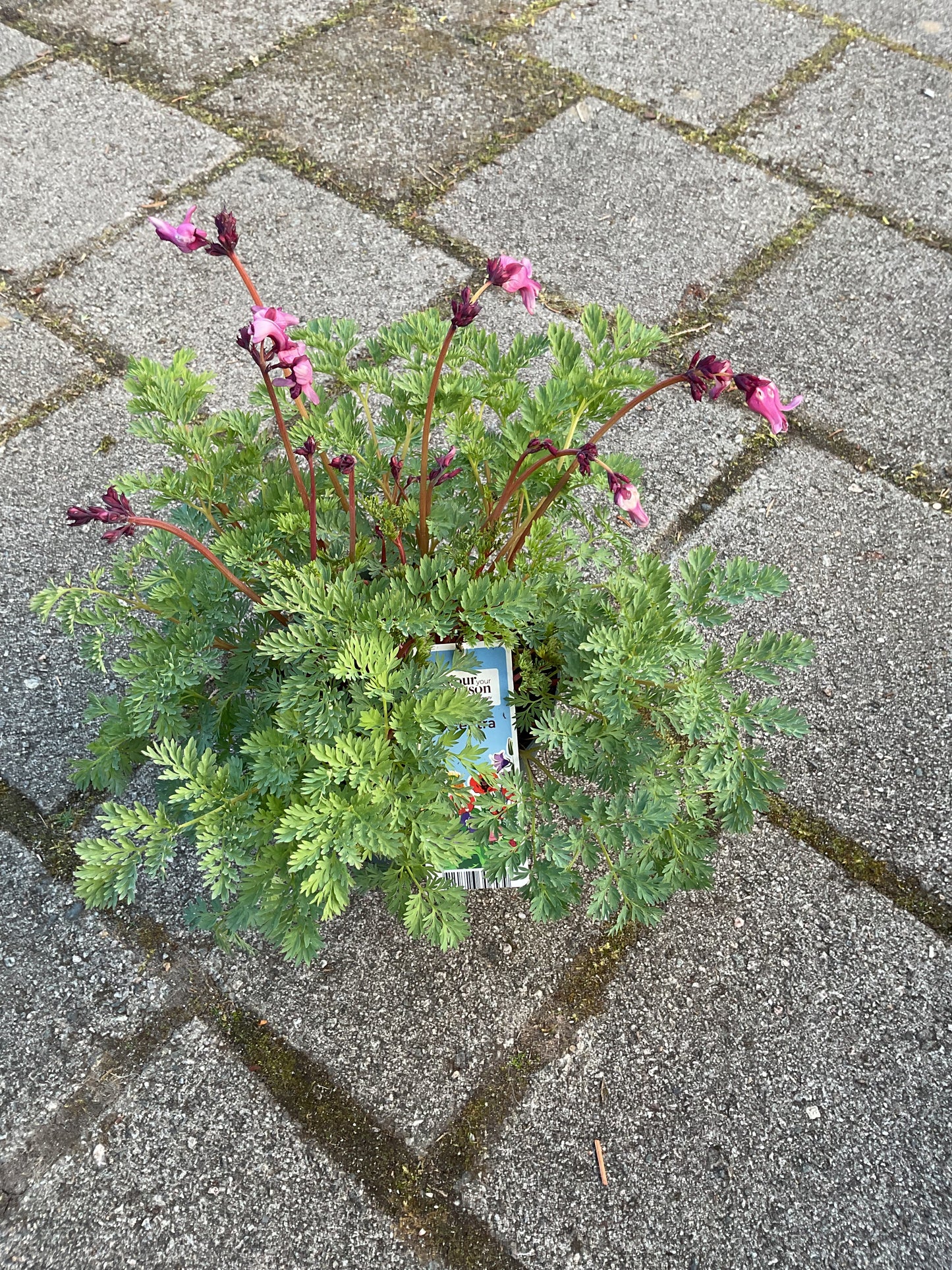 Dicentra ‘Passion Hearts’ P15