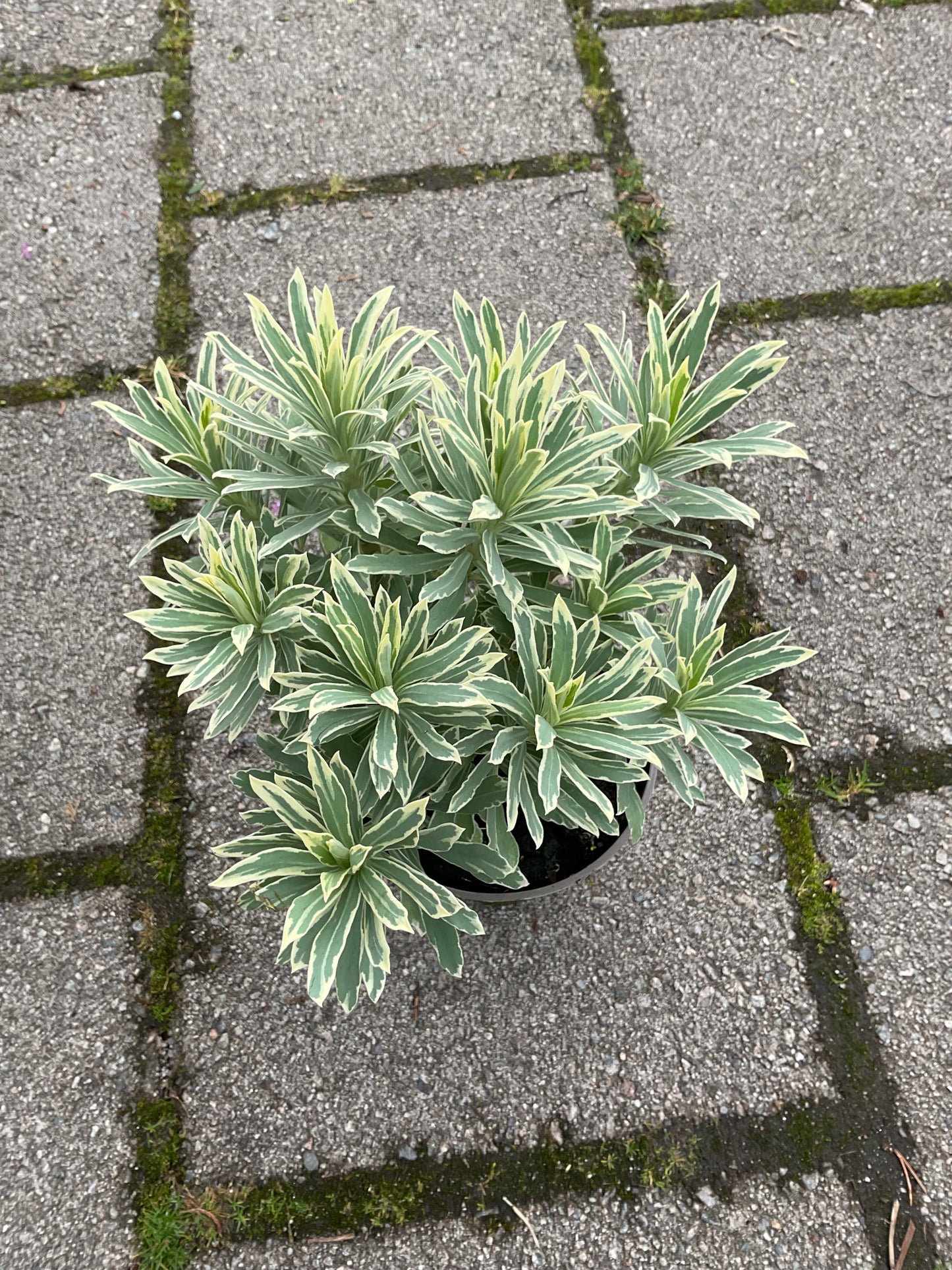 Euphorbia characias ‘Silver Edge’ P13