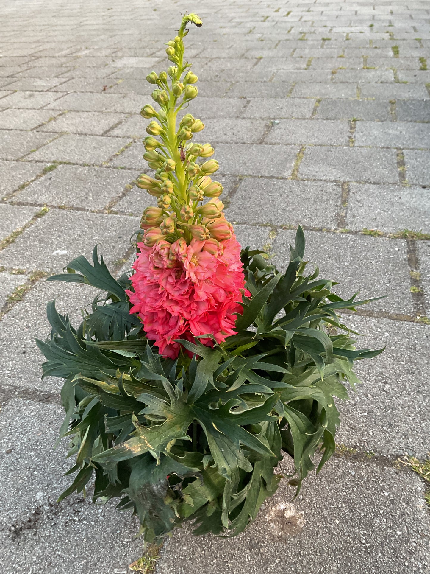 Delphinium hybrid ‘Red Lark’ P17