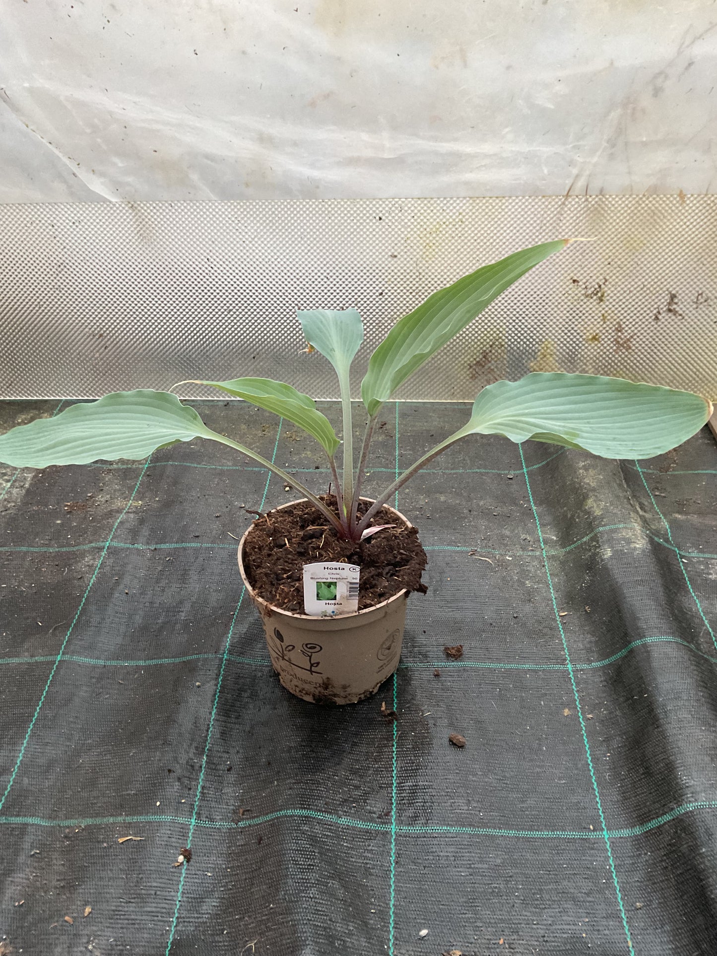 Hosta ‘Chris Blushing Neptune’ P15