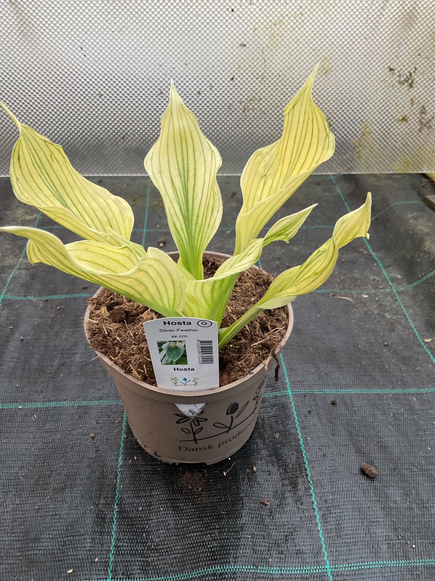 Hosta ‘Silver Feather’ P15