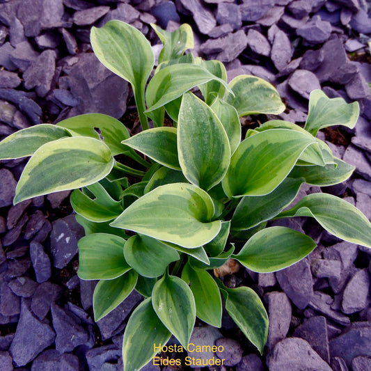 Hosta ‘Cameo’