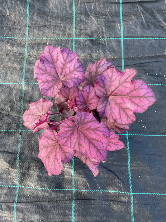 Heuchera ‘Wild Rose’ P12