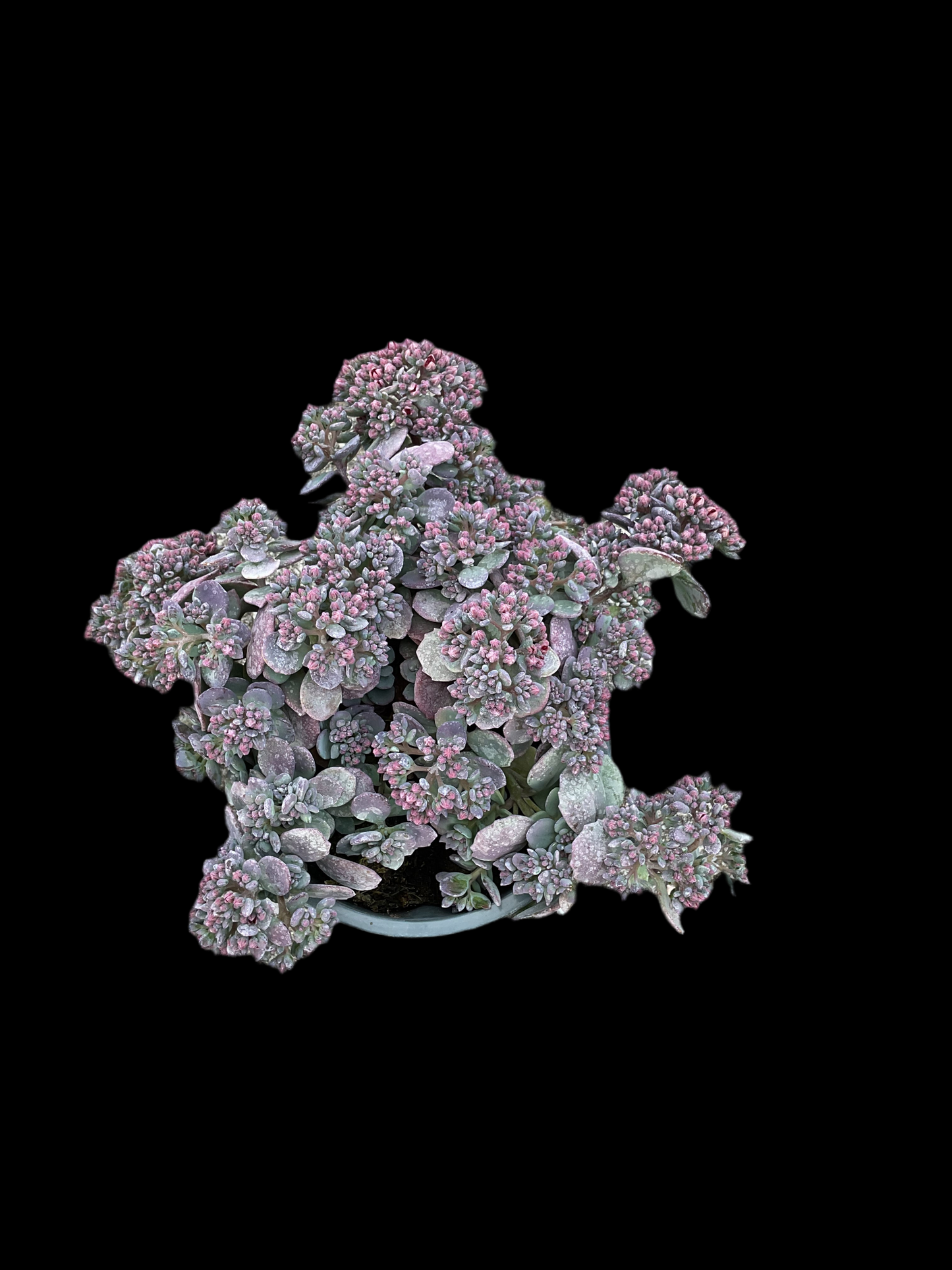 Sedum cauticola P12