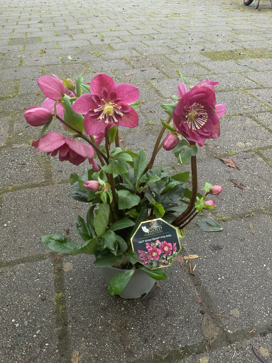 Helleborus HGC Winter Ballet®️ Frilly Ruby
